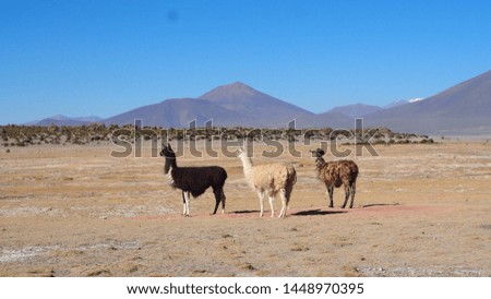 Lamas in the Andean highlands, bolivia