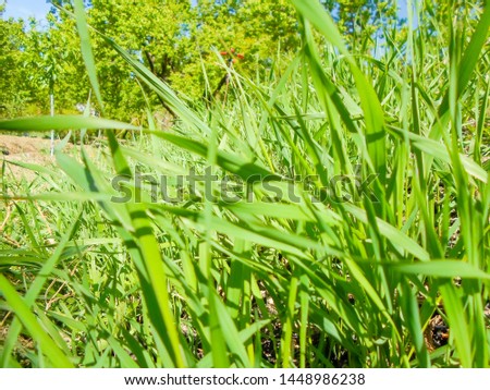 green grass growing in the garden, very beautiful landscape. background picture