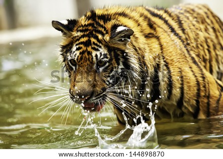 Tigers are wild animals in Thailand.