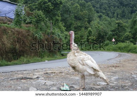 Turkey on Road: Large gallinaceous bird with fan-shaped tail; widely domesticated for food.