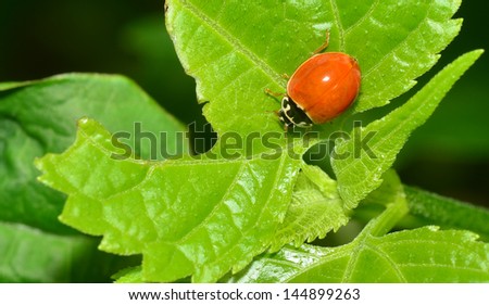 Lady Bug Royalty-Free Stock Photo #144899263