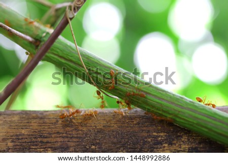 Red ant walking on green branches