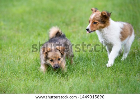 spotted dog playing with puppy outdoors