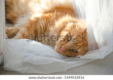 A young large red marble Maine coon cat lies on a white curtains against a window in sunlight