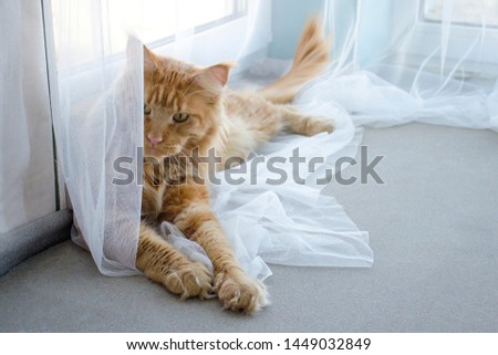 A young large red marble Maine coon cat lies on a white curtains against a window in sunlight