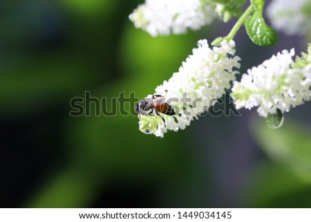 bee honey from  butterfly bush flower-posture beautiful  Macro picture In rainy season Rain drop 