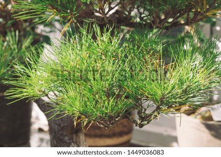 Green black pine. Picture with close up ans selective focus. Picture with grain and color from film simulation filter.