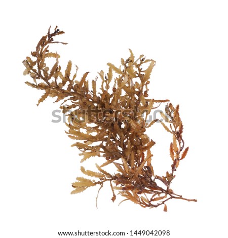 Pelagic brown algae in the genus Sargassum. The berry-like structures are gas-filled bladders known as pneumatocysts, which provide buoyancy to the plant. Isolated on white background Royalty-Free Stock Photo #1449042098