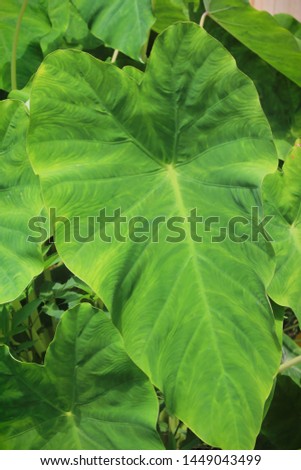 Green Elephant Ear plant background