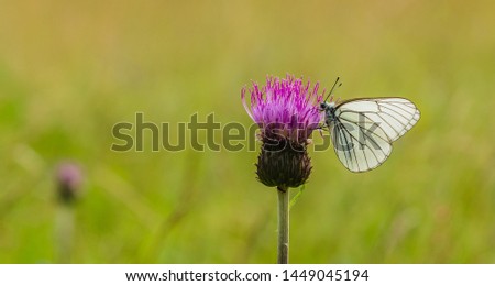 Large black-veined white butterfly sitting on purple thistle growing in a meadow on a sunny summer day. Blurry green grass background.