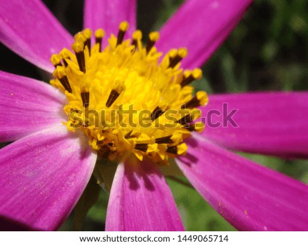 Cosmos flower (Cosmos Bipinnatus) with blurred background. Flower blooming during Spring and Summer closeup macro photo with stunning purple violet bright colours