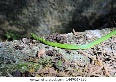 The little green snack (named as Greater Green Snake and the binomial name is Cyclophiops Major) crawls beside the path in the wildness.