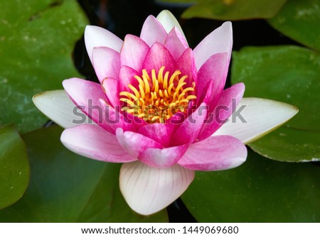 Lily flower in water on a green leaves background