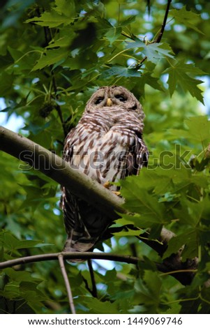 Various views of an Owl perched in a tree