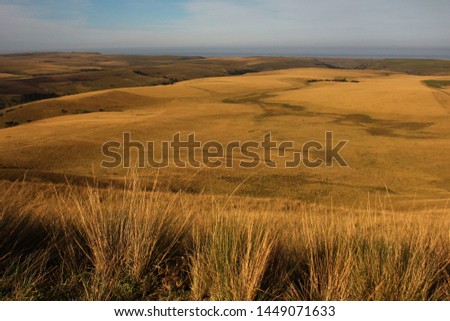 Dry winter yellow coastal grasslands along the Transkei coast, with the blue sea in the background, Eastern Cape, South Africa. Royalty-Free Stock Photo #1449071633