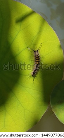 Close up of beautiful hairly slug worm on green leaves.
