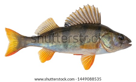 Freshwater fish isolated on white background. This fish  known as the common,  redfin,  big-scaled,  Eurasian or European perch is a predatory species of perch, type species: Perca fluviatilis. Royalty-Free Stock Photo #1449088535