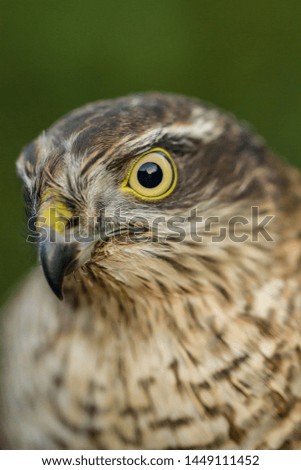 Eurasian Sparrowhawk
Latin name: Accipiter nisus