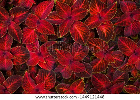 Coleus dark red and black leaves decorative background close up, painted nettle flowering plant, burgundy foliage texture, abstract maroon natural pattern, colorful grunge floral design, copy space