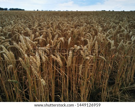 A grain field in full bloom