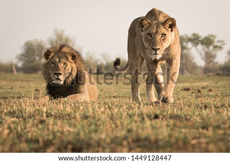 Low angle front shot of stalking lioness coming straight for the camera with male lion in the back Royalty-Free Stock Photo #1449128447