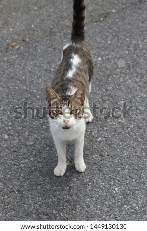 Black and white cat on a grey street background