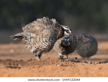 close shot on this magnificent bird in the wild Royalty-Free Stock Photo #1449132044
