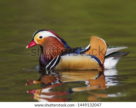 close shot on this magnificent bird in the wild Royalty-Free Stock Photo #1449132047