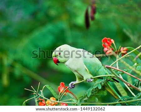 close shot on this magnificent bird in the wild Royalty-Free Stock Photo #1449132062