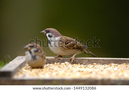 close shot on this magnificent bird in the wild Royalty-Free Stock Photo #1449132086