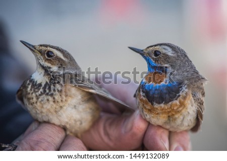 close shot on this magnificent bird in the wild Royalty-Free Stock Photo #1449132089