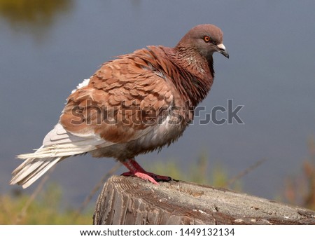 close shot on this magnificent bird in the wild Royalty-Free Stock Photo #1449132134