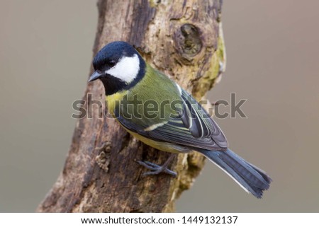 close shot on this magnificent bird in the wild Royalty-Free Stock Photo #1449132137