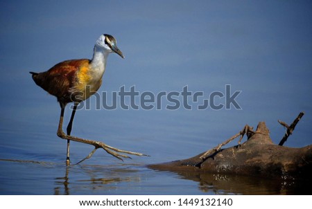 close shot on this magnificent bird in the wild Royalty-Free Stock Photo #1449132140