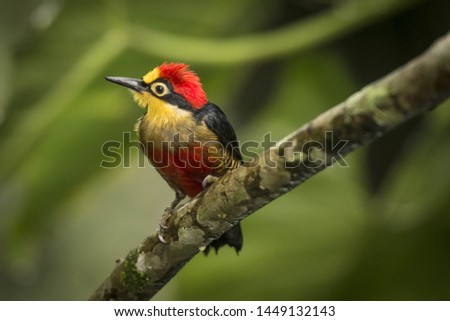 close shot on this magnificent bird in the wild Royalty-Free Stock Photo #1449132143