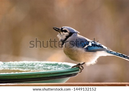 close shot on this magnificent bird in the wild Royalty-Free Stock Photo #1449132152