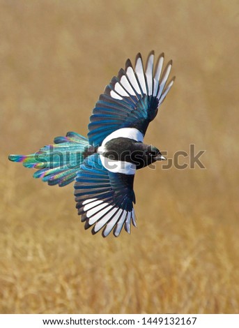 close shot on this magnificent bird in the wild Royalty-Free Stock Photo #1449132167