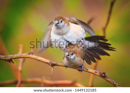close shot on this magnificent bird in the wild Royalty-Free Stock Photo #1449132185