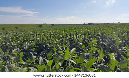 Brazilian soybean farm in a sunny day