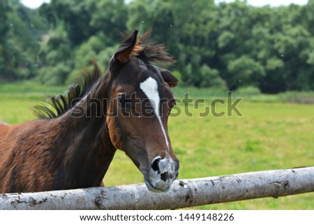 Beautiful, small brown foal in the meadow