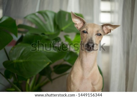 Brown dog Italian Greyhound sitting portrait with big Monstera leafs and curtain on background