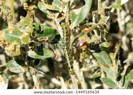 The box tree moth caterpillar