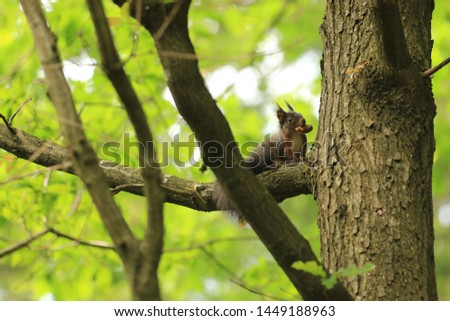 The bushy-tailed squirrel sit on the tree