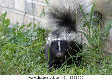  Young striped skunk (Mephitis mephitis) near the human dwelling  Royalty-Free Stock Photo #1449189722