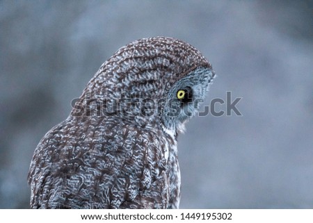 Great Grey Owl on a winter evening with snow in the background