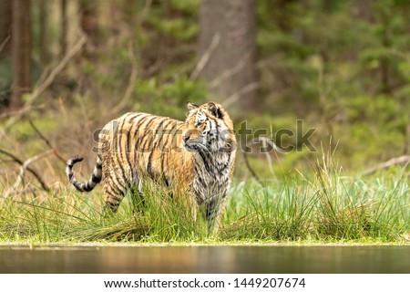 Siberian tiger, Panthera tigris altaica, low angle photo in direct view, running in the water directly at camera with water splashing around. Attacking predator in action. Tiger in taiga environment, 