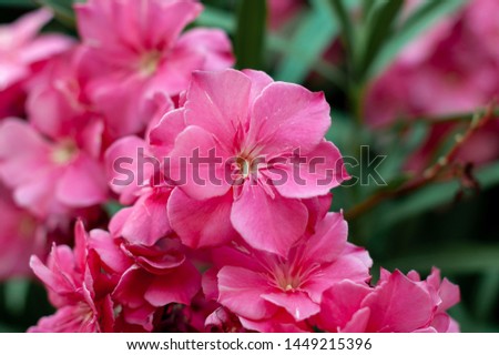 Blooming pink oleander flowers. Nerium oleander. Floral background. Selective focus Royalty-Free Stock Photo #1449215396