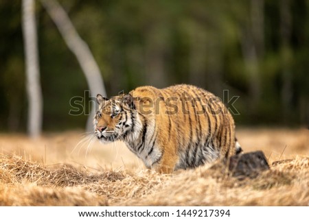 Siberian tiger, Panthera tigris altaica, low angle photo in direct view, running in the water directly at camera with water splashing around. Attacking predator in action. Tiger in taiga environment, 