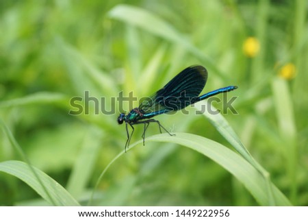 dragonfly on a green leaf in garden                              
