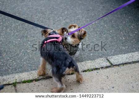 A closeup of  two miniature cute  dogs on a leash sniffing each other on the sidewalk